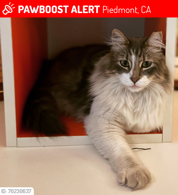 Lost Male Cat last seen Maxwelton and Abbott , Piedmont, CA 94611