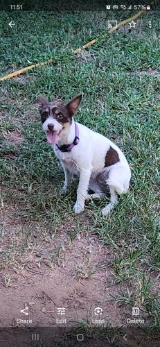Lost Female Dog last seen Reedy fork rd , Greenville, SC 29605