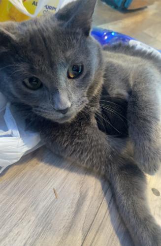 Lost Female Cat last seen Westby , Westby, WI 54667