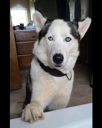 Lost Male Dog last seen Near NW 79 Ter, Yukon OK 73099, Yukon, OK 73099