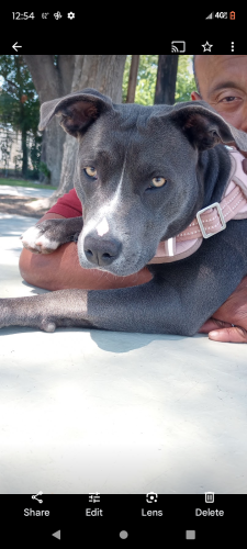 Lost Female Dog last seen PCH and Santa Fe Ave , Long Beach, CA 90810