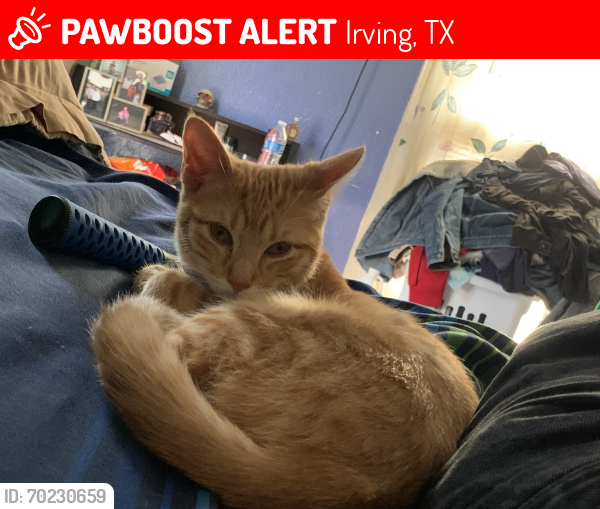 Lost Male Cat last seen Knigth Ln - MacArthur , Irving, TX 75060