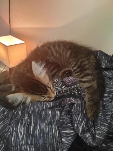 Lost Male Cat last seen 201A Street & 52 Ave, Langley, BC V3A 6R7