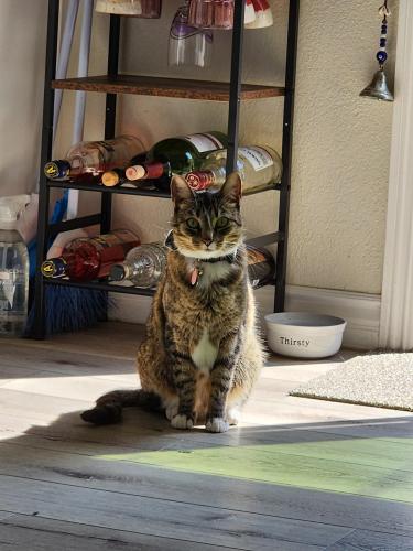 Lost Female Cat last seen Corner of Juniper St and 32nd St in South Park San Diego , San Diego, CA 92104