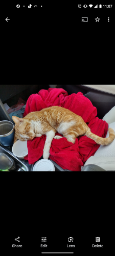 Lost Male Cat last seen Cortez 14 street, Bradenton, FL 34207