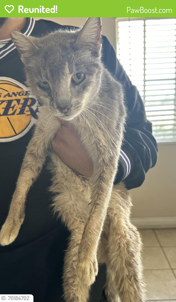 Reunited Female Cat last seen Lakewood Blvd , Bellflower, CA 90706