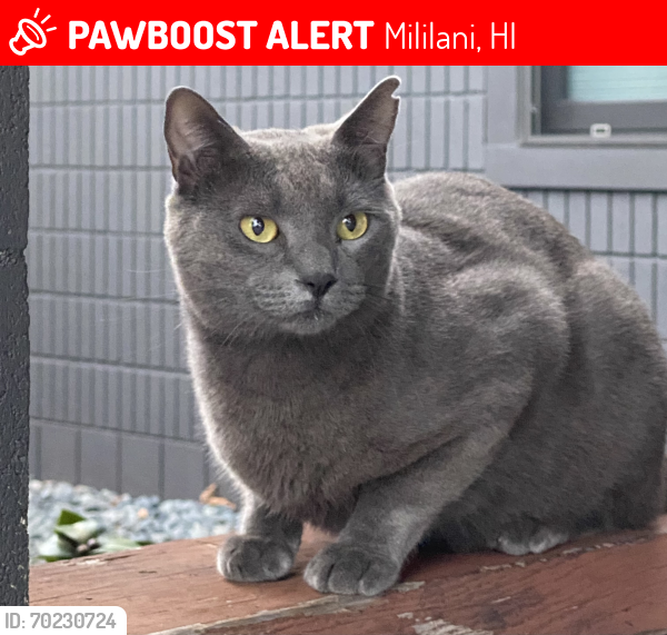 Lost Male Cat last seen Waikalani Drive, Mililani, HI 96789