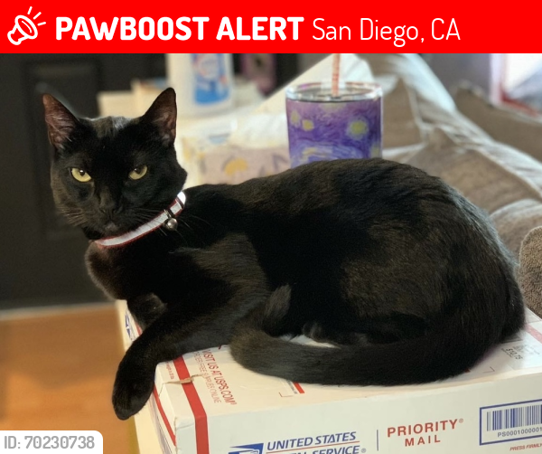 Lost Female Cat last seen Ulric st, San Diego, CA 92111
