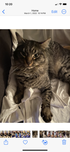 Lost Male Cat last seen Savage, Grants Pass, OR 97527