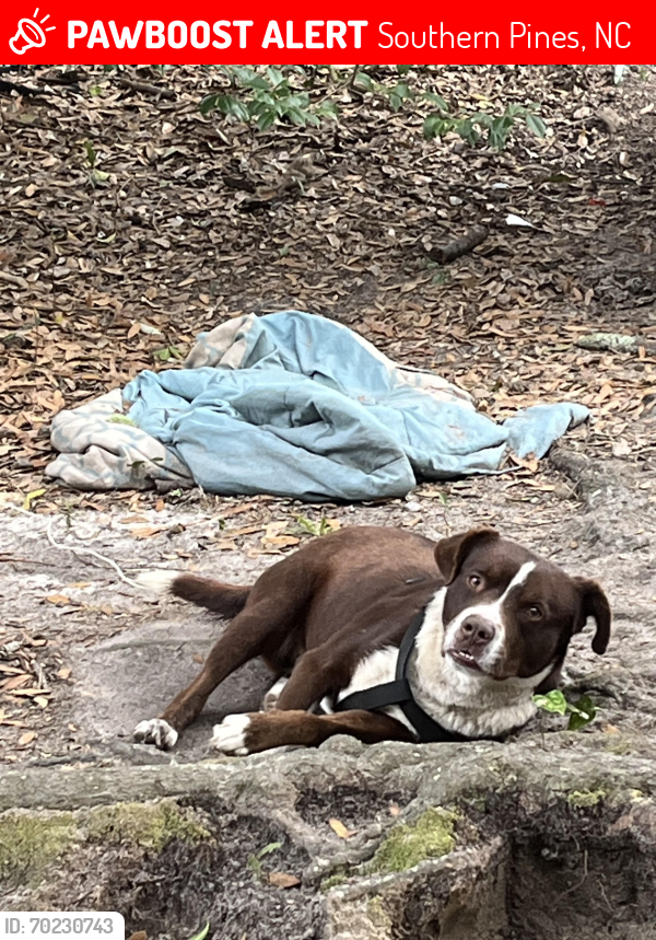 Lost Male Dog last seen W Wisconsin ave southern pines , Southern Pines, NC 28387