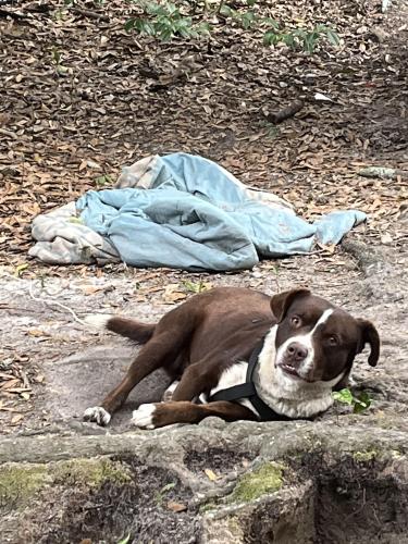 Lost Male Dog last seen W Wisconsin ave southern pines , Southern Pines, NC 28387