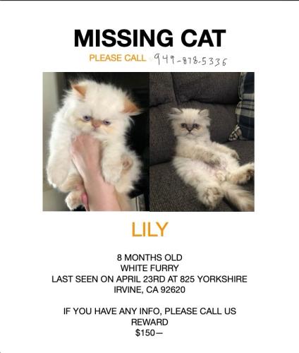 Lost Female Cat last seen Meadowood and culver dr. Irvine , Irvine, CA 92620