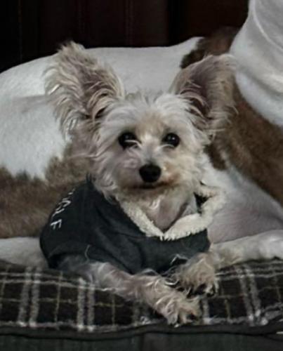 Lost Female Dog last seen Bridgewater Place - Frost Gate Ct. And Bellow Glen, Katy, TX 77449