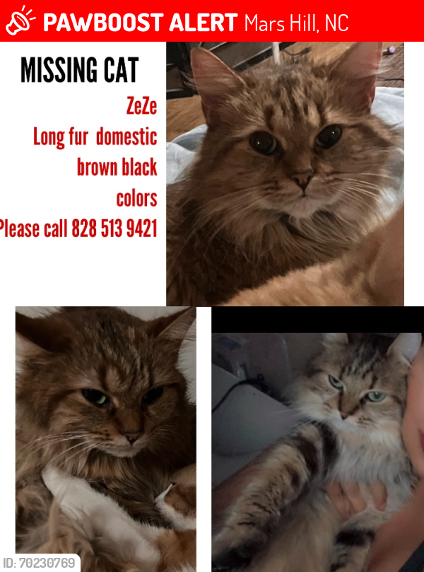 Lost Female Cat last seen Near puncheon fork rd, Mars Hill, NC 28754