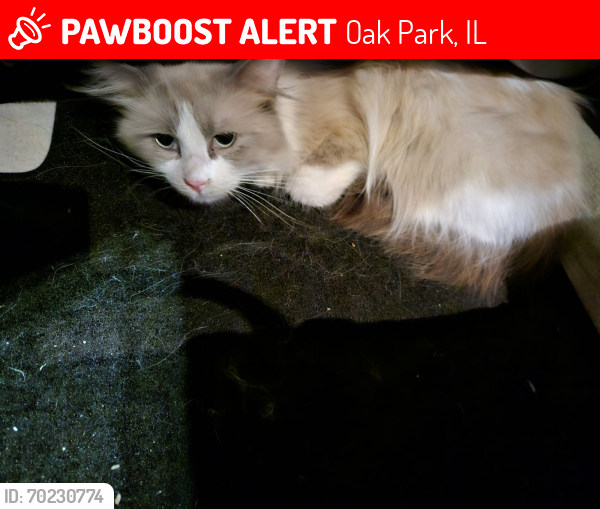 Lost Male Cat last seen Austin and Walton, Oak Park, IL 60302