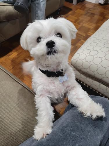 Lost Male Dog last seen Western Ave and PCH, Lomita, CA 90717