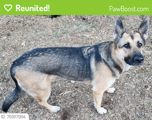 Reunited Female Dog last seen 59th Ave & Peoria Ave, Glendale, AZ 85302