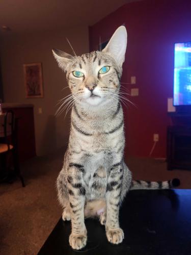 Lost Female Cat last seen Westminster barrington place, Tigard, OR 97224
