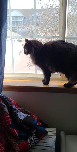 Lost Male Cat last seen 6th and Sycamore, Sioux Falls, SD 57103
