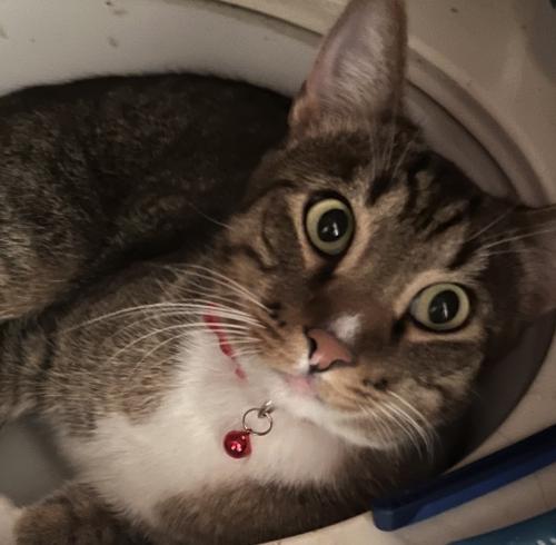 Lost Male Cat last seen Shannondale Dr. & Country Hills Dr., Antioch, CA 94531