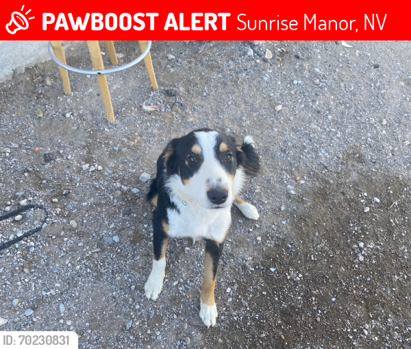 Lost Male Dog last seen Judson Ave, Sunrise Manor, NV 89156