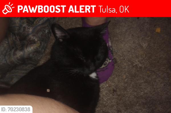 Lost Male Cat last seen Tulsa hills Dr , Tulsa, OK 74132