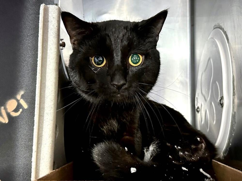 Shelter Stray Male Cat last seen Apt 4F,3092 35th Street, ASTORIA, NY, 11103, New York, NY 10029