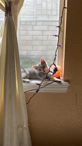 Lost Female Cat last seen Glasscock rd , Mission, TX 78572