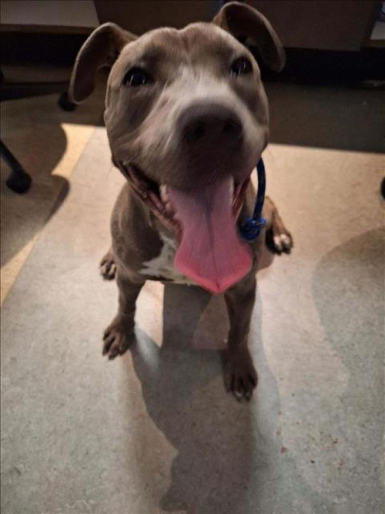 Shelter Stray Unknown Dog last seen , Los Angeles, CA 91405