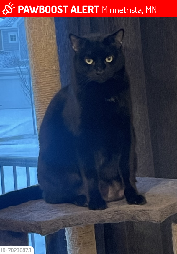 Lost Male Cat last seen Kings Point Rd & Woodland Cove Dr, Minnetrista, MN 55331