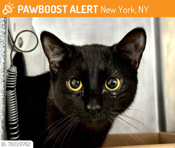 Shelter Stray Female Cat last seen Apt 4F,3092 35th Street, ASTORIA, NY, 11103, New York, NY 10029