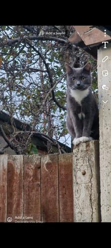 Lost Male Cat last seen Mercedes grge tyburn road, West Midlands, England B24 9RX