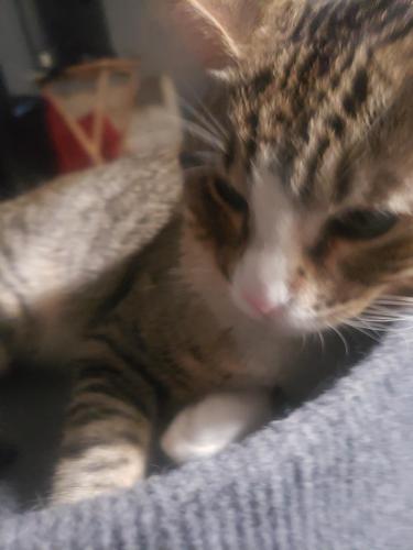 Lost Male Cat last seen Idk but my cat is by my hse but idk where, Los Angeles, CA 90061