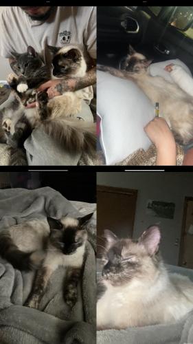 Lost Female Cat last seen Out house, Blanchard, OK 73010
