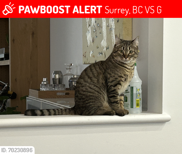 Lost Male Cat last seen Near st/64 avenue, Surrey, BC V3S 1G5