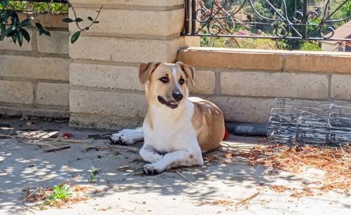 Lost Female Dog last seen Highland Valley Rd and Highland Valley Ct. , Ramona, CA 92065