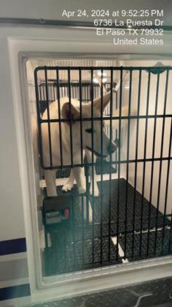 Shelter Stray Female Dog last seen El Paso, TX 79932, Fort Bliss, TX 79906