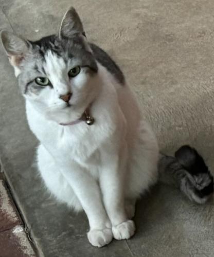 Lost Female Cat last seen The golden way and target hill road , Golden Grove, SA 5125