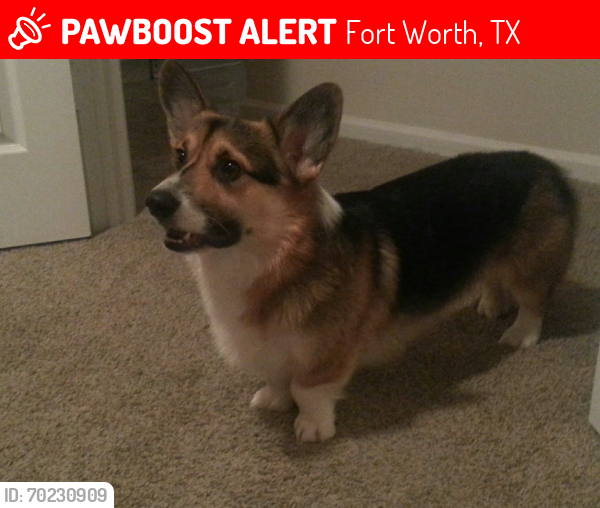 Lost Male Dog last seen Summerfield Area, Fort Worth, TX 76137