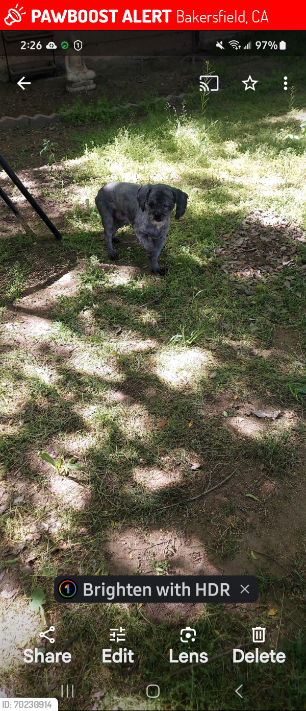 Lost Male Dog last seen Castle Park, Bakersfield, CA 93309
