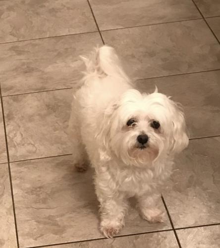 Lost Male Dog last seen West St and 4th St intersection area , Mantorville, MN 55955