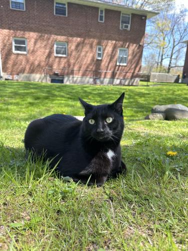 Lost Male Cat last seen Beaumont Circle & Grange Ave, Yonkers, NY 10710
