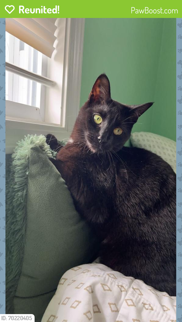 Reunited Female Cat last seen Clay st, Montville, OH 44064