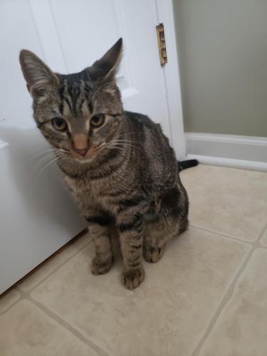 Lost Male Cat last seen Jester Dr. and Sus Dr., Macomb, MI 48044