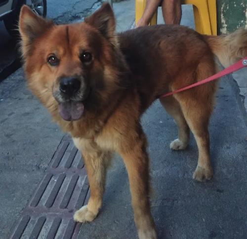 Lost Male Dog last seen Avenida Silviano Brandão , Floresta, MG 