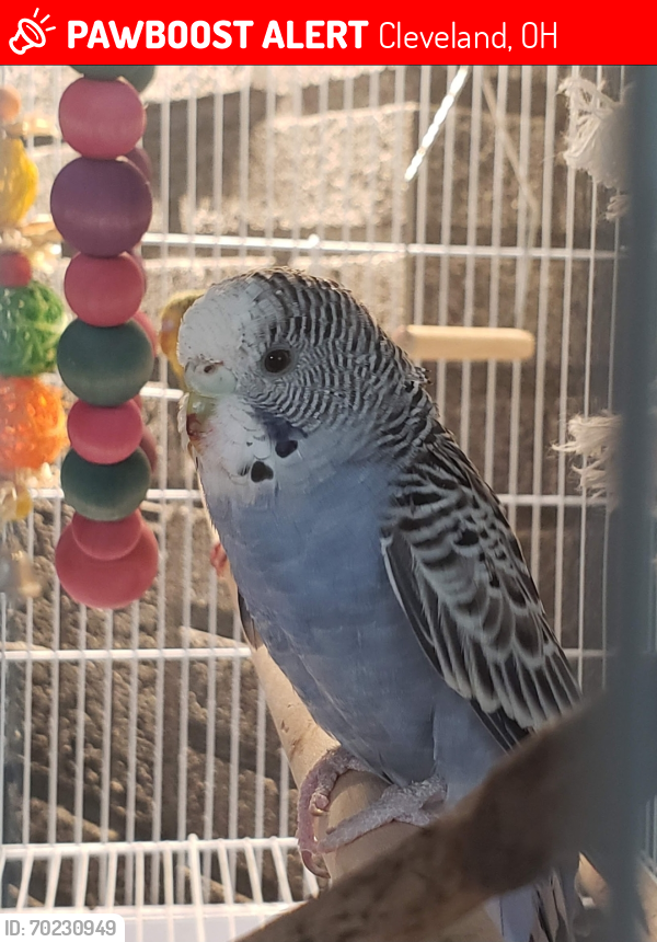 Lost Female Bird last seen On Wetzel ave between State rd and Pearl rd, Cleveland, OH 44109