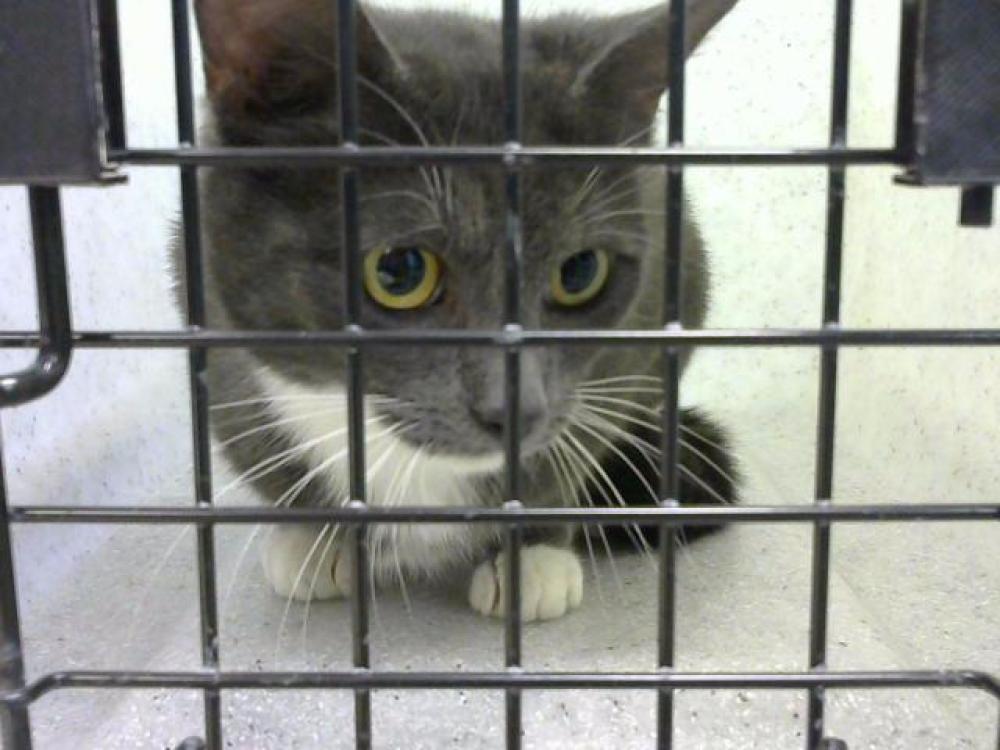 Shelter Stray Female Cat last seen Near BLOCK E ENON SPRING- 1 WEEK, Murfreesboro, TN 37129