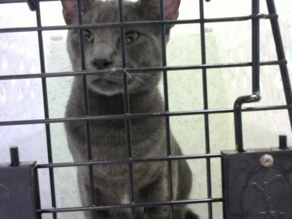 Shelter Stray Male Cat last seen Near BLOCK LEE VICTORY PKWY- 4/19/24, Murfreesboro, TN 37129