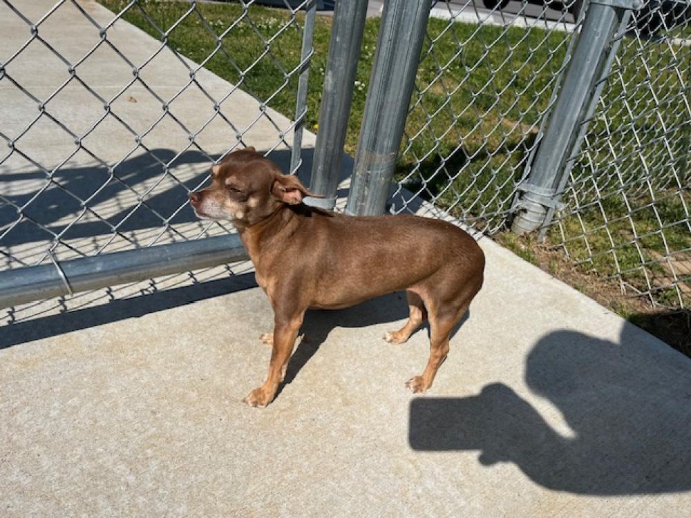 Shelter Stray Female Dog last seen DOG PARK / STONES RIVER, Murfreesboro, TN 37129
