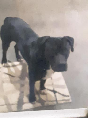 Lost Male Dog last seen Quail Trail & Jonas Drive, Lincolnton, NC 28092